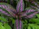 Leggy Persian shield and liriope with weeds: Dan Gill answers reader questions