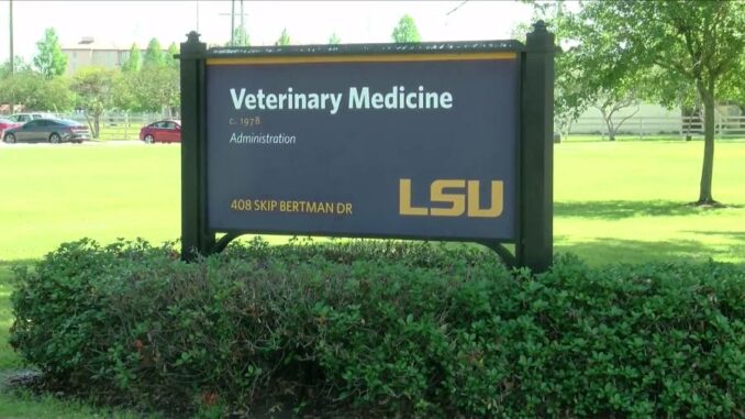 Money from LSU vet school fundraiser goes to homeless animals’ medical bills