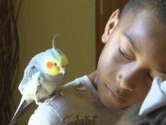 Pet cockatiel flies around Baton Rouge for four days before returning home to family