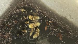 Photos: Volunteer firefighters rescue baby ducks from drain as mom watches on