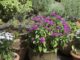 Use Dan Gill's tips to make watering container plants a little easier