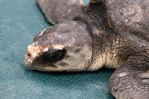 Watch: Sea turtles released in the Gulf of Mexico after recovery from cold-stunning