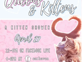 Whisker Wednesday (April 19, 2023): Little Lady and the Tabby Lane kittens