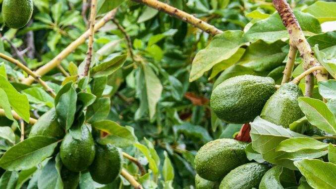 Avocados will grow in our area, but watch out for cold temperatures