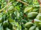 Avocados will grow in our area, but watch out for cold temperatures