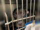 Baton Rouge animal shelter ‘in crisis mode,’ euthanizing dogs daily