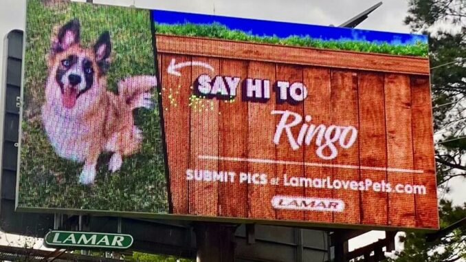 Billboard stars: Local pets get their '15 minutes' on Lamar Advertising displays for Pet Month