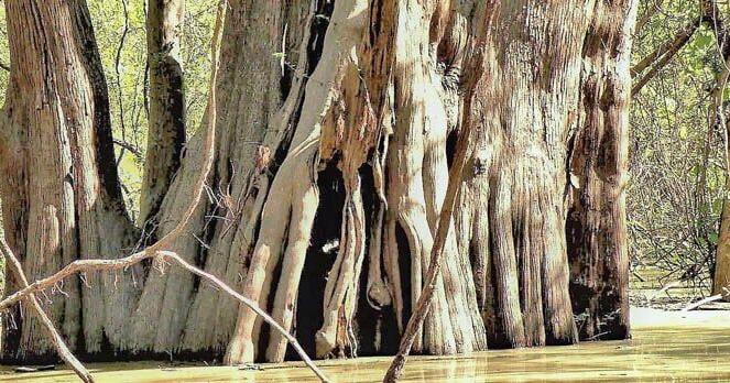 Cat Island wildlife refuge, home to one of nation's biggest trees, to expand by 548 acres