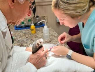 Exotic pets need routine care, often from a specialized vet