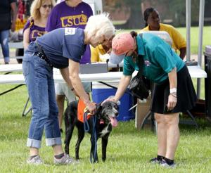 Find some time this summer to volunteer: Local animal shelters need you