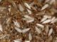 Formosan termites on decline in French Quarter, Jackson Barracks thanks to efforts