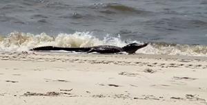 Gators hit the beaches in the Gulf Coast during breeding season