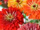 How to keep zinnias healthy and replace bare spots in centepede grass: Dan Gill's advice
