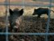 LSU creates patent-pending bait to help control massive wild pig population