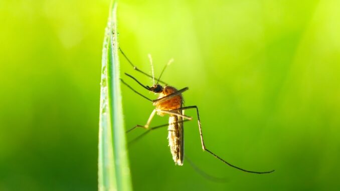 Louisiana tops list of US states with biggest mosquito population