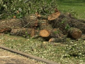 Oak tree cut down without permission, building owner says his intentions are to beautify area