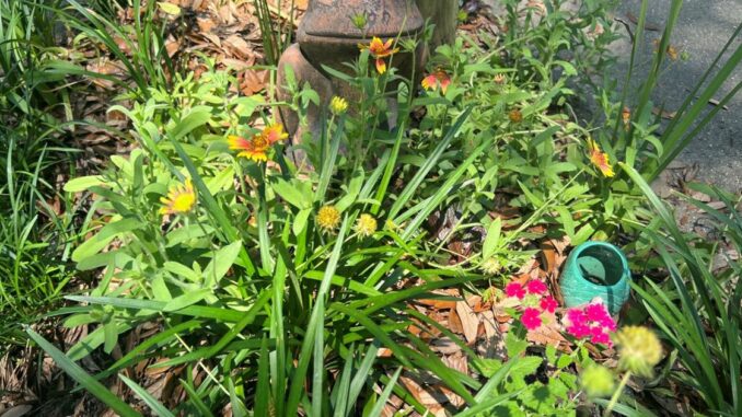 Pollinator gardens popping up in neighborhood, thanks to Ginger Ford and her bucket list