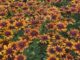 Rudbeckia: In the garden or in a vase, blooms are bright and cheerful