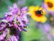 What allergy-sufferers should know: Dan Gill talks about pollen and gardening
