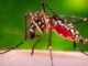Worst states for mosquitos? First place won't surprise Louisianans