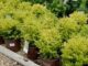 Brighten your garden with Sunshine Ligustrum, the perfect shrub for busy gardeners