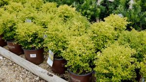 Brighten your garden with Sunshine Ligustrum, the perfect shrub for busy gardeners