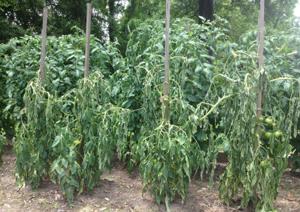 'Devastating disease': This soil bacteria could decimate tomatoes, peppers in Louisiana