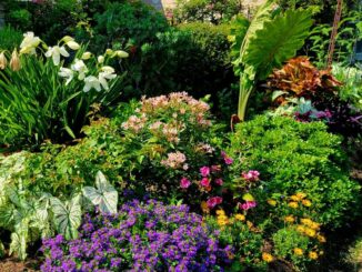 Explore exotic plants, beautiful landscaping at annual Harb charity garden tour