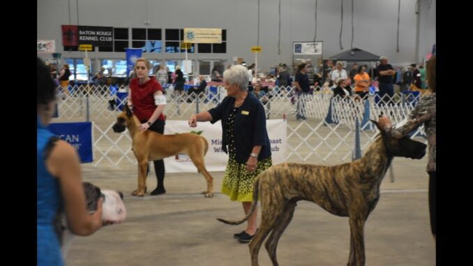 Hundreds of dogs strutting their stuff at Lamar Dixon Expo Center