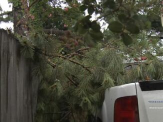 Nuisance tree drops limb on truck again, neighbor wants tree gone