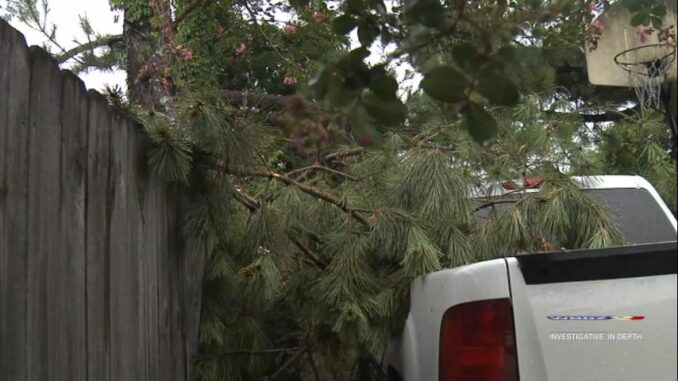 Nuisance tree drops limb on truck again, neighbor wants tree gone