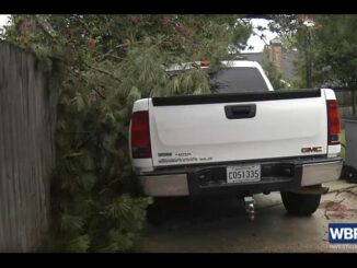 Nuisance tree is gone after call to 2 On Your Side; property owner can breathe easy