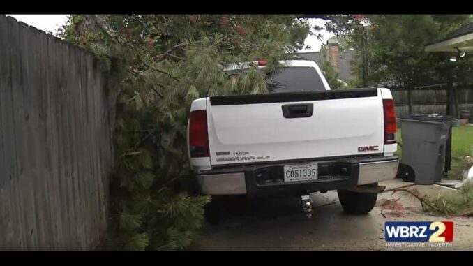 Nuisance tree is gone after call to 2 On Your Side; property owner can breathe easy