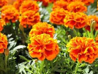 Prepare your garden for the summer with resilient, colorful annuals and tropical plants