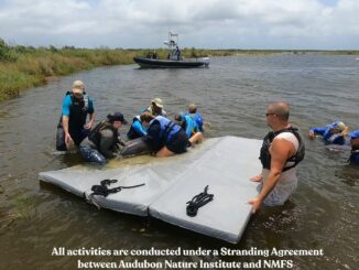 Team rescues dolphin and calf trapped in Grand Isle pond