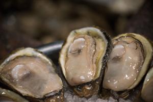 Two Houma men caught harvesting polluted oysters in St. Mary