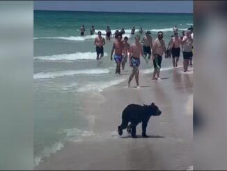 WATCH: Bear seen swimming ashore at popular beach in Florida