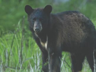 Wildlife and fisheries agents searching for person who illegally shot, killed black bear