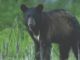 Wildlife and fisheries agents searching for person who illegally shot, killed black bear