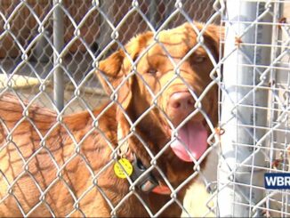 Animal shelters urging pet owners to follow safety precautions ahead of July Fourth holiday