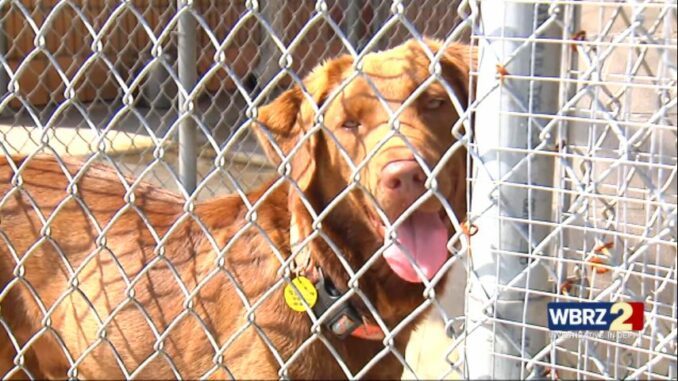 Animal shelters urging pet owners to follow safety precautions ahead of July Fourth holiday