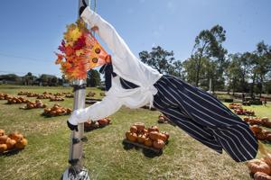 Religion Briefs: NewSong will sell pumpkins, other items at patch through Oct. 31