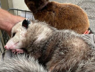 Beloved pet opossum seized from his owner during French Quarter Mardi Gras crackdown