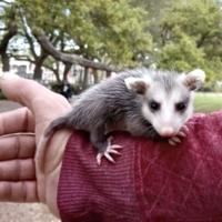 'Bring Saffron Home': The beloved opossum is safe. But that's all the owner's been told.