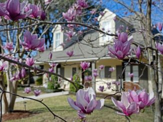 Japanese magnolias are a spring standout. The flowers bloom before the leaves come out.