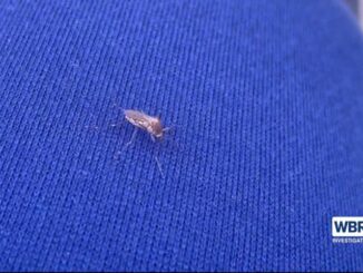 Mosquitoes already bugging people as winter shifts to spring