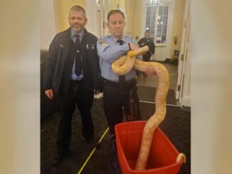 New Orleans Police officers confiscate French Quarter snake