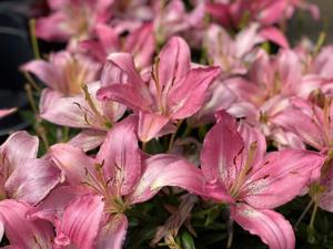 Spectacular, symbolic lilies are National Garden Bureau's pick of the year