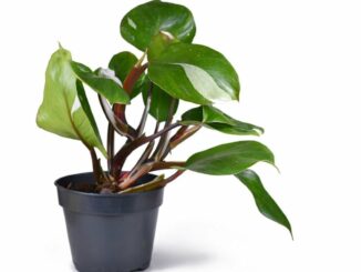 Unique houseplants can bring timeless elegance to any home and serve as a great Valentine’s Day gift