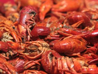 Louisiana boiled crawfish prices remain near $9 per pound